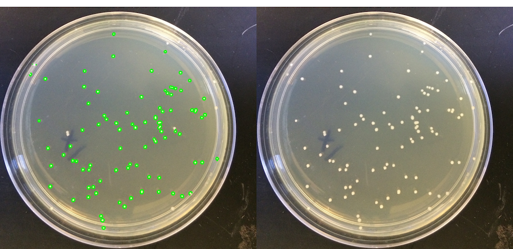 Кмафанм в микробиологии. КМАФАНМ на чашках Петри. Saccharomyces в чашке Петри. Аэробы в чашках Петри. Чашки Петри для конфокальной микроскопии.